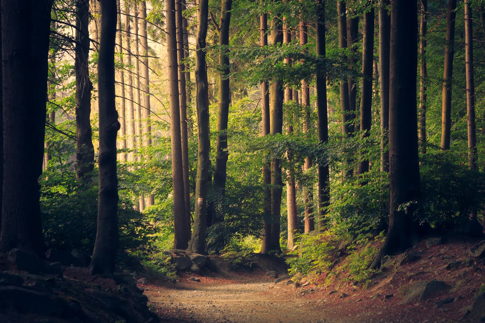 Inside Digital Detox