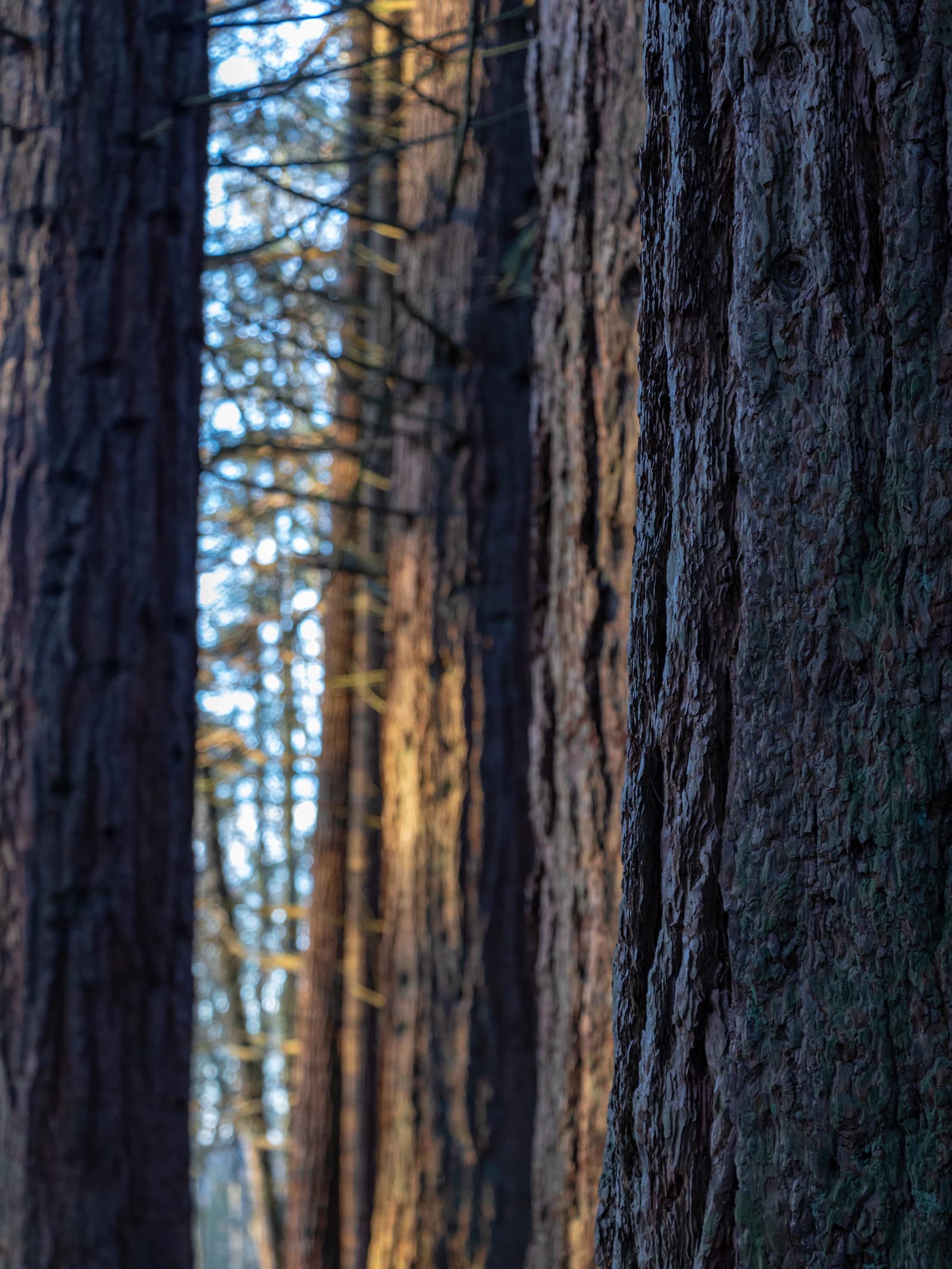 Soft light through the forest