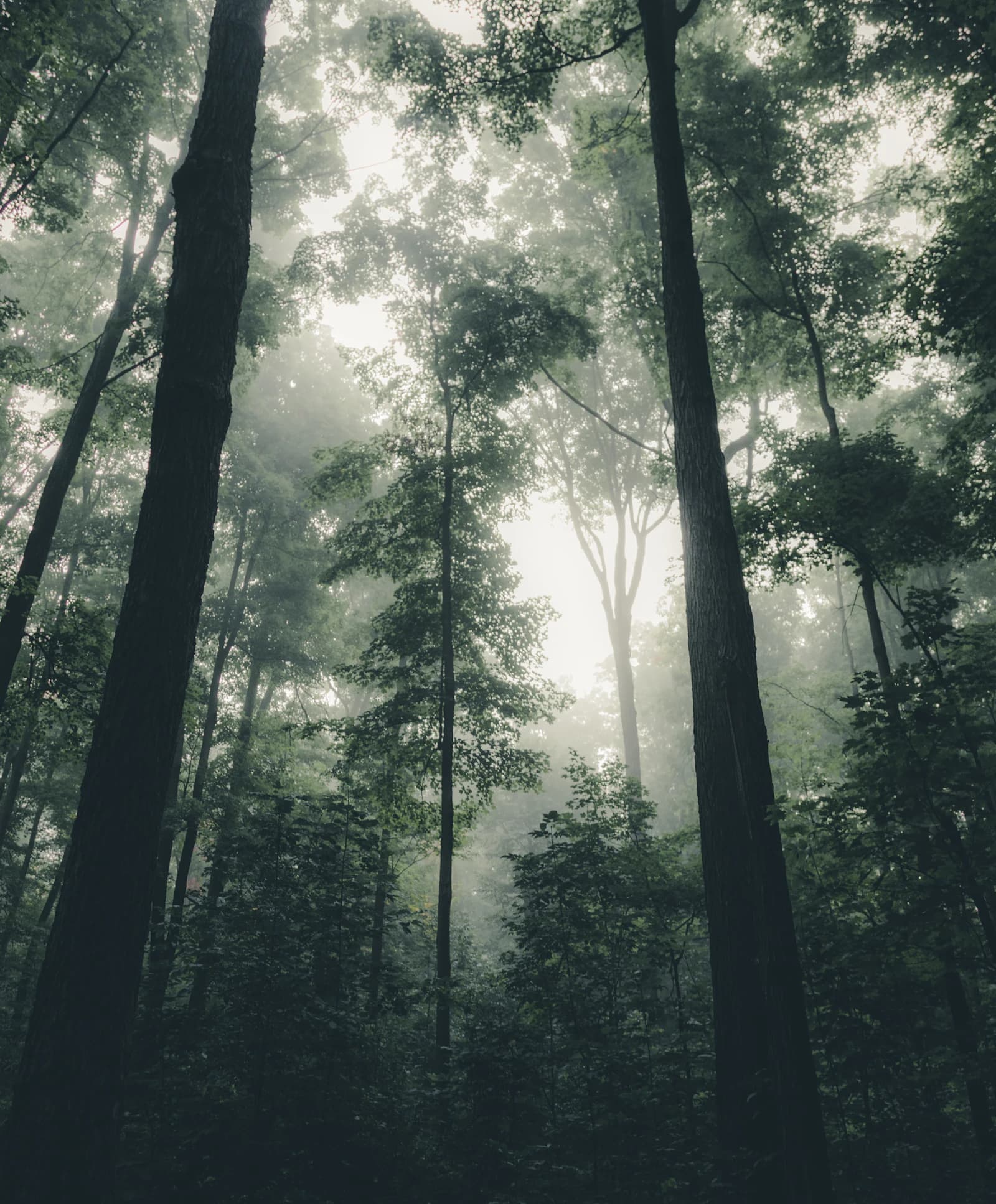 Soft light through a cedar forest canopy