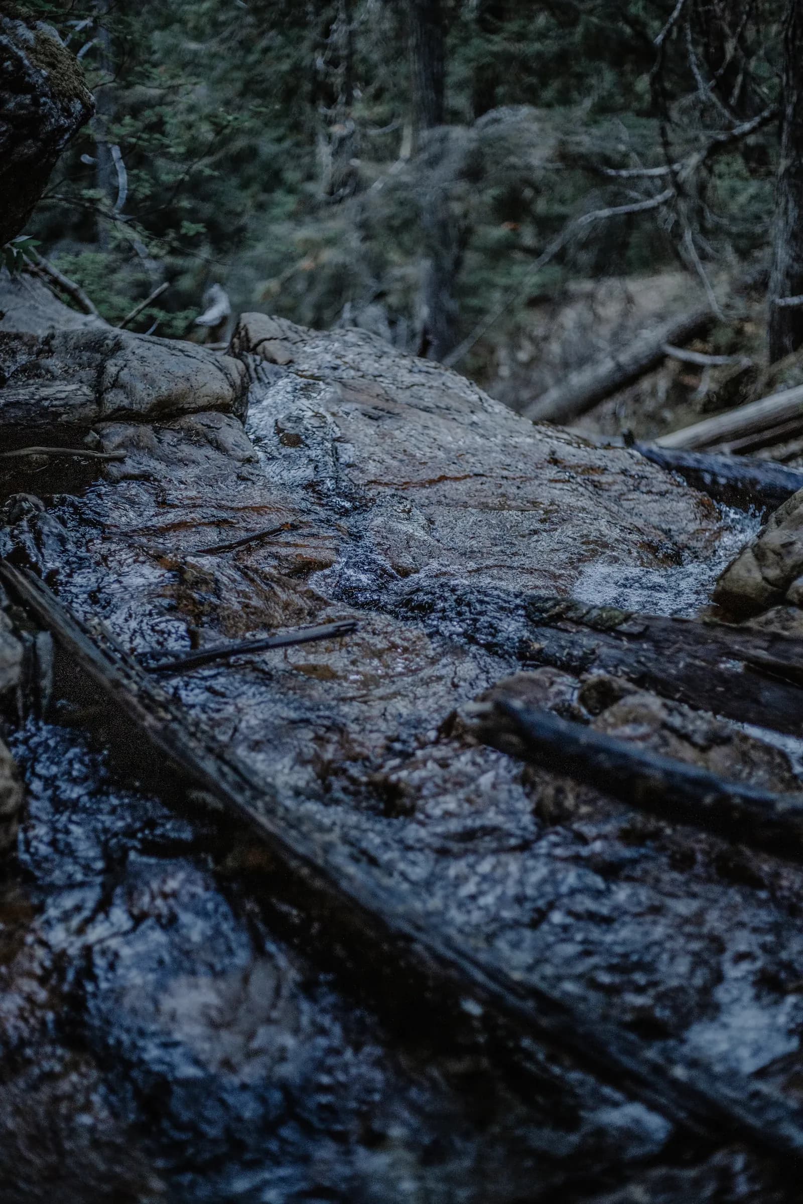 Cedar forest beside the Beas River at EKAM