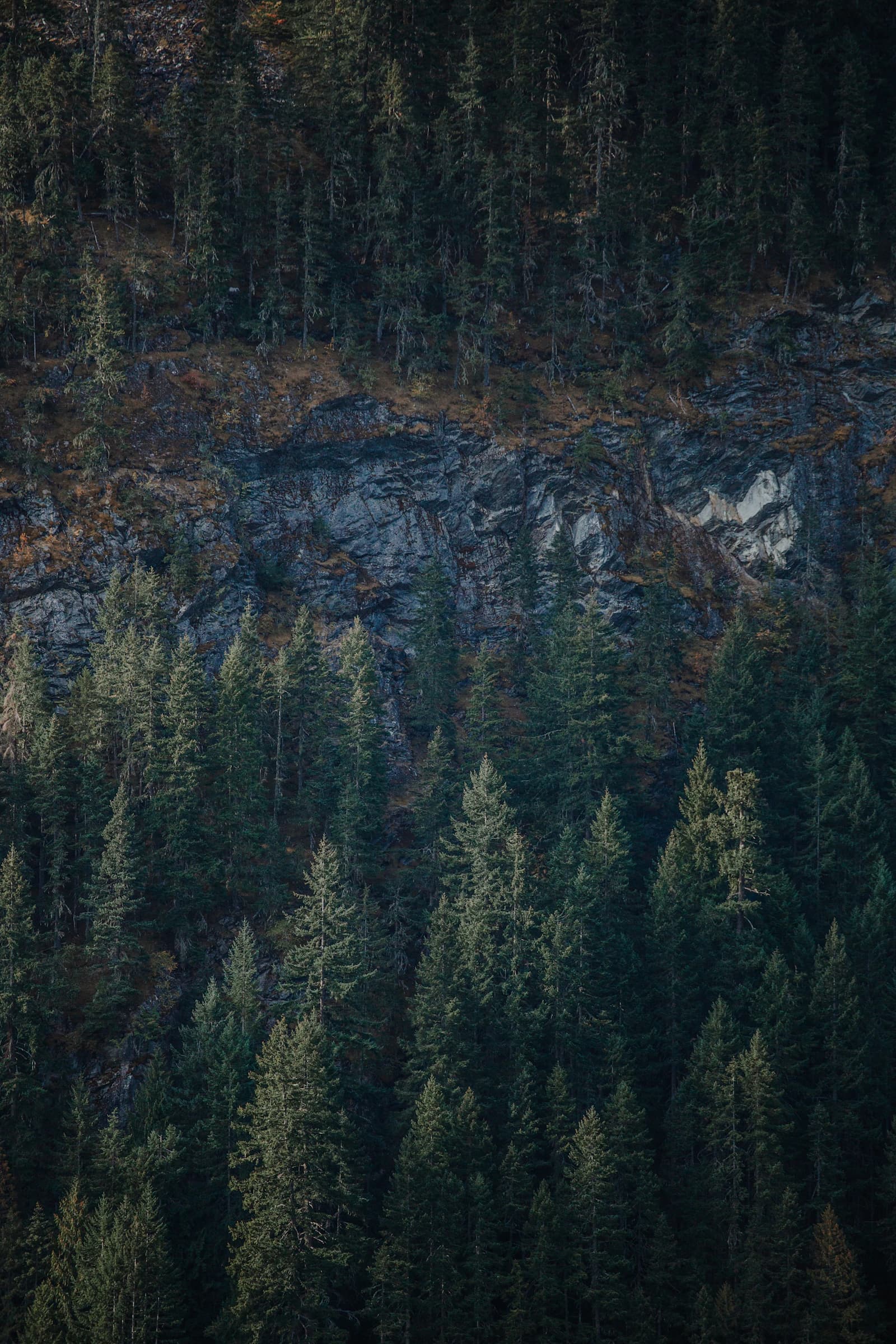 Cedar forest beside the Beas River