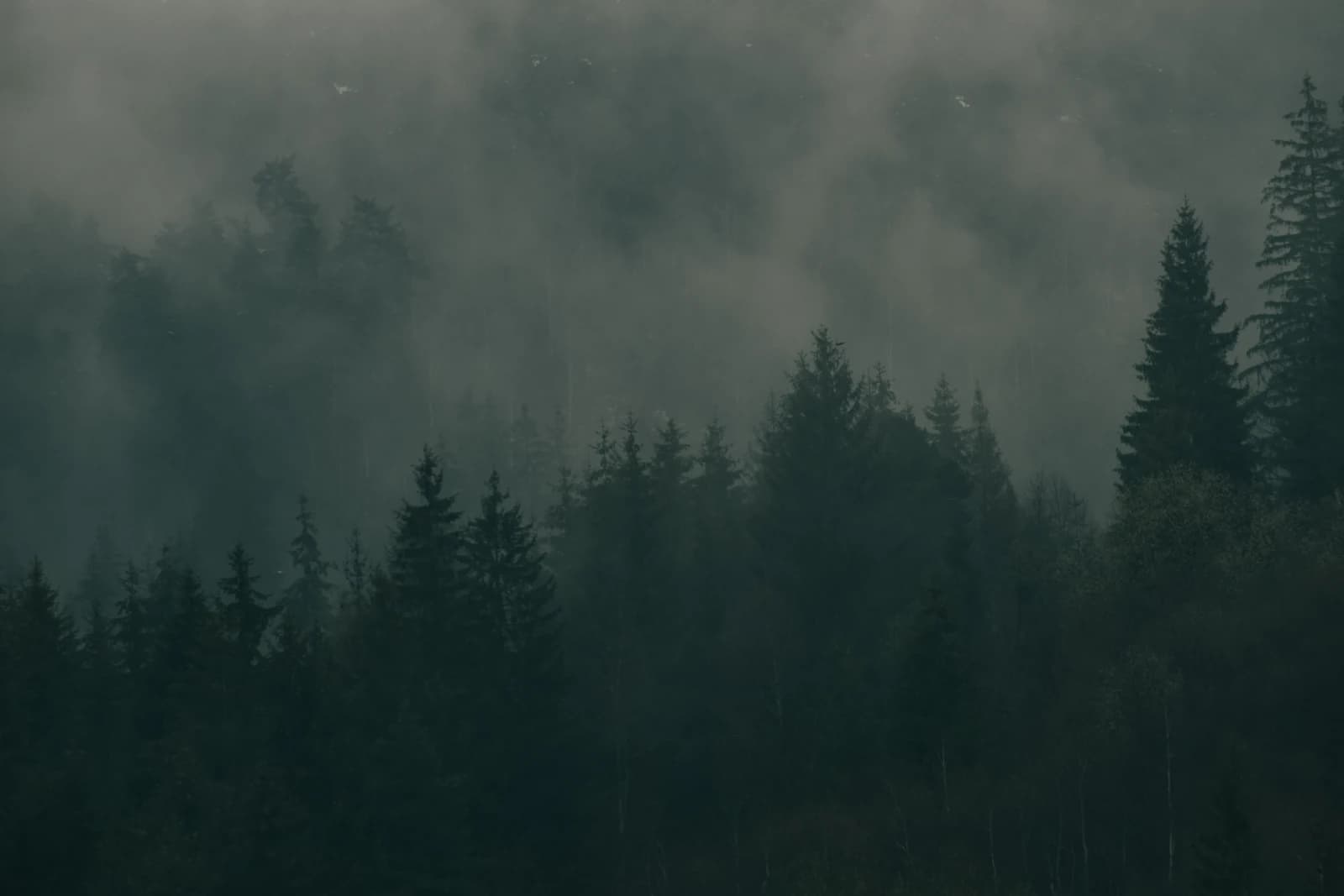 Forest immersion at EKAM
