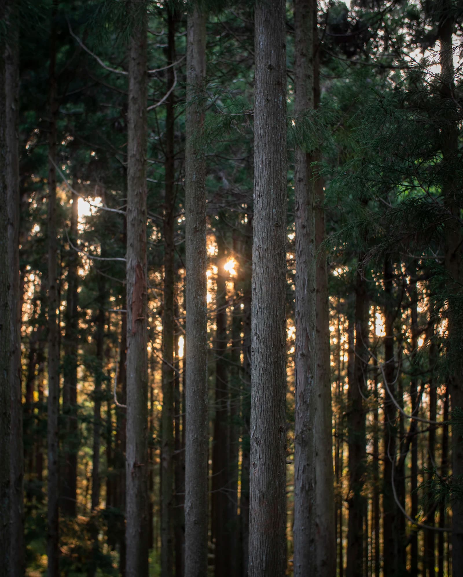 Forest walking meetings