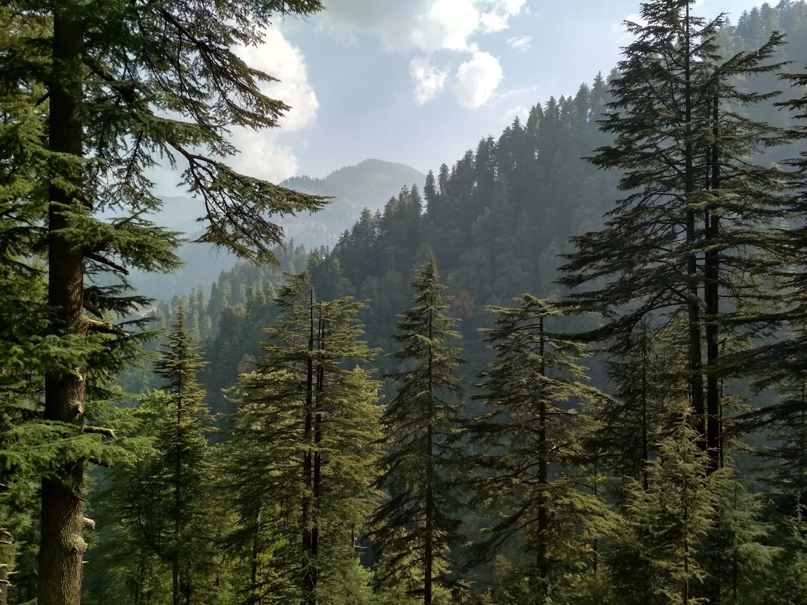 Himalayan cedar forest and mountains near Kullu Manali