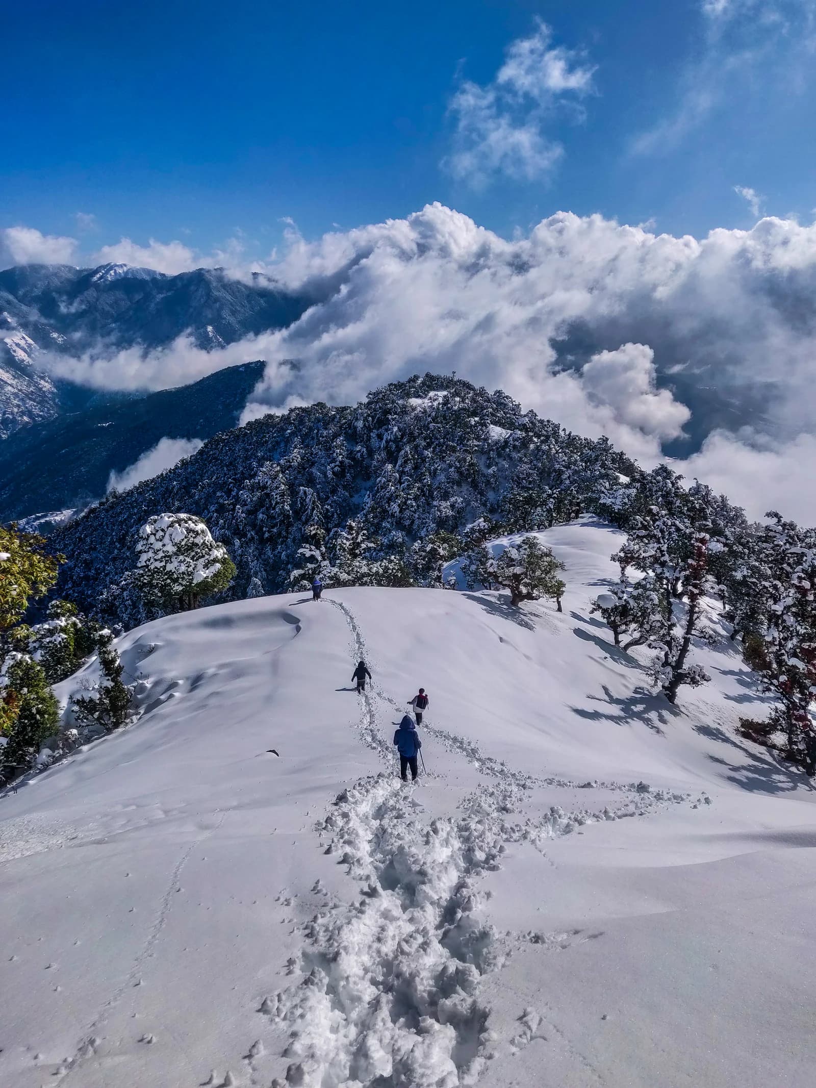 Himalayan cedar forest and mountains near Kullu Manali