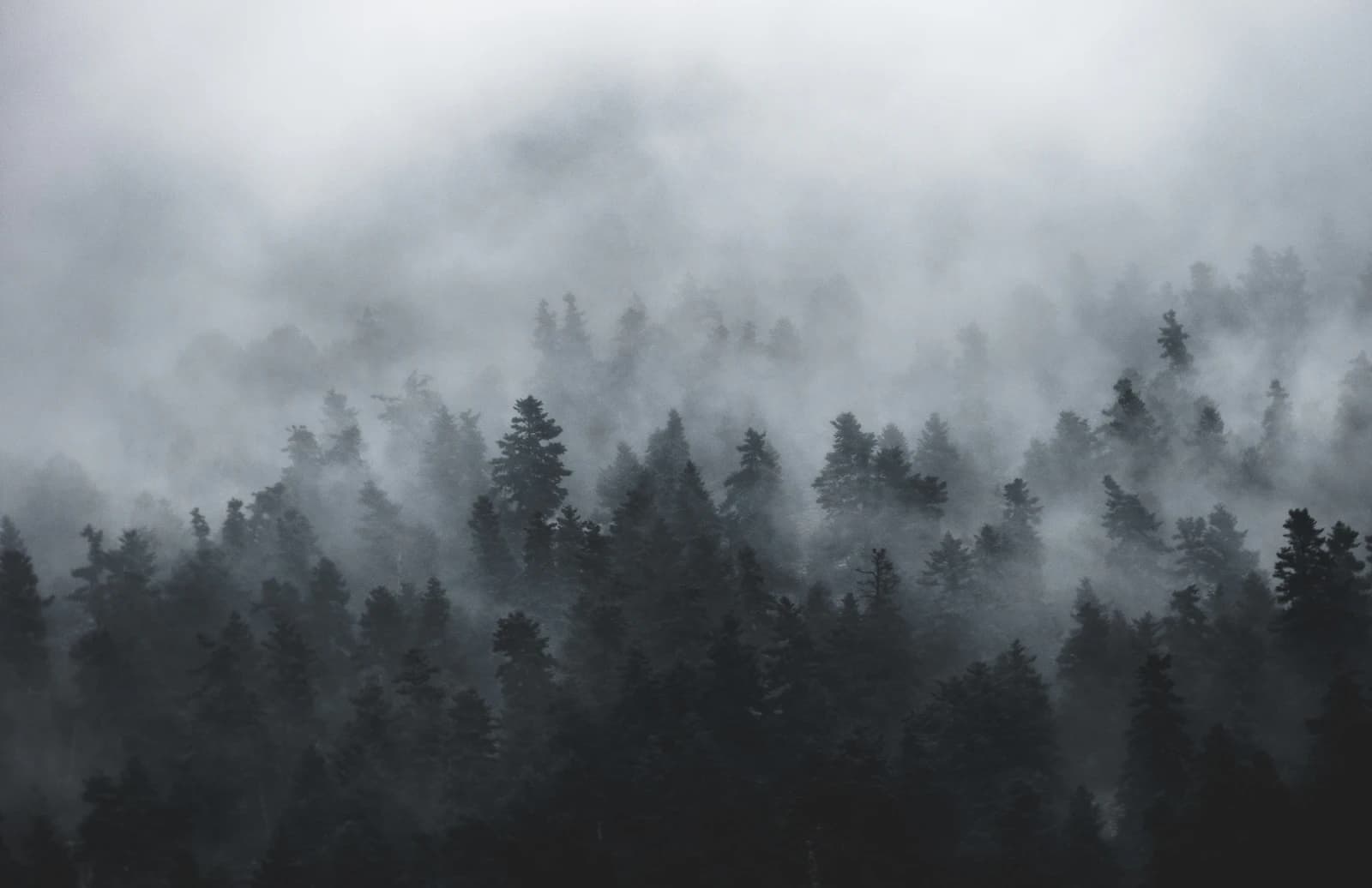 Soft mist through quiet forest