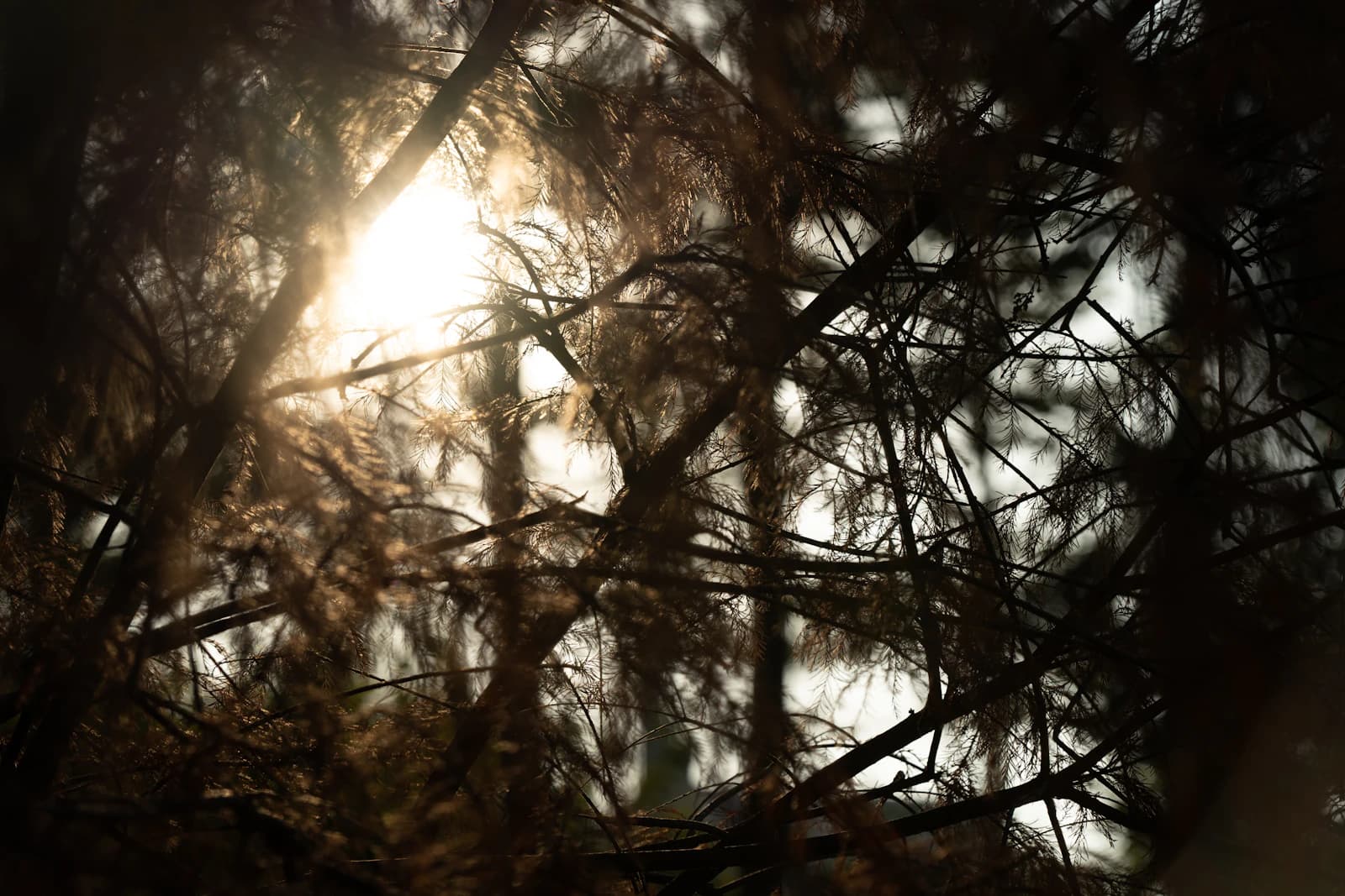 Forest walks at EKAM