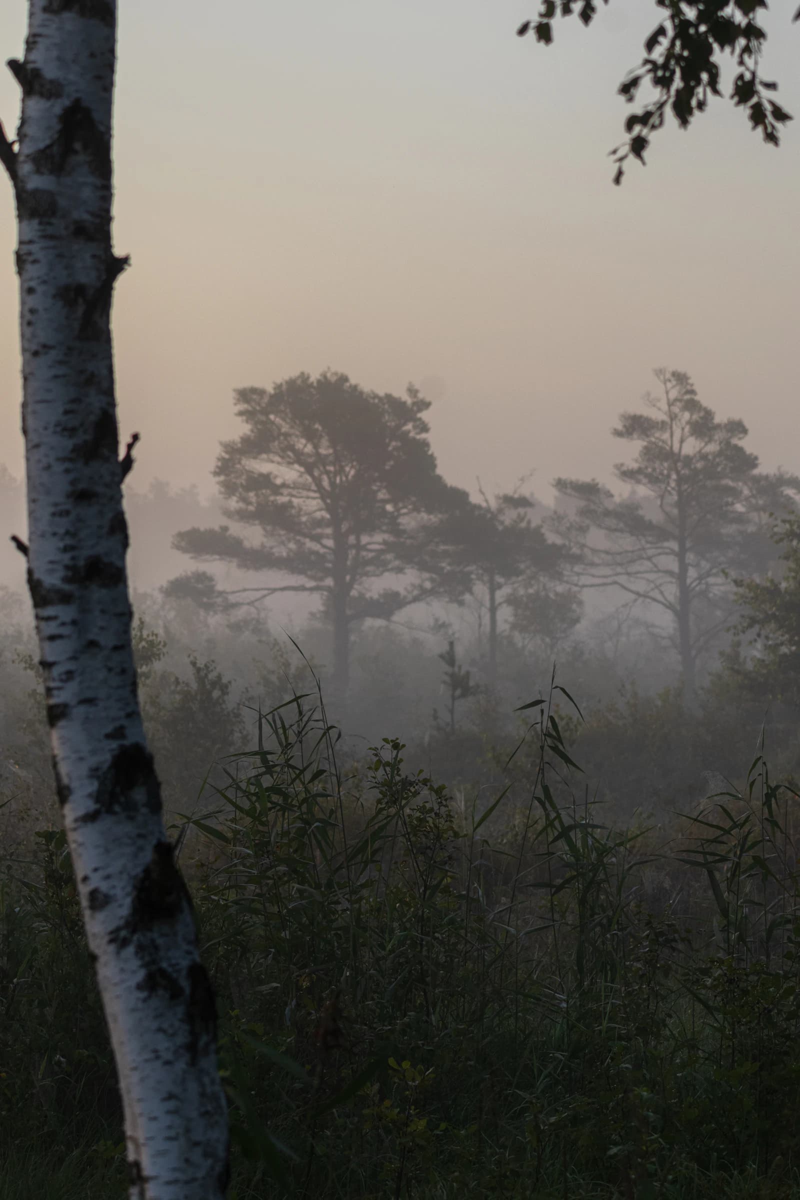 Inside Forest Reset
