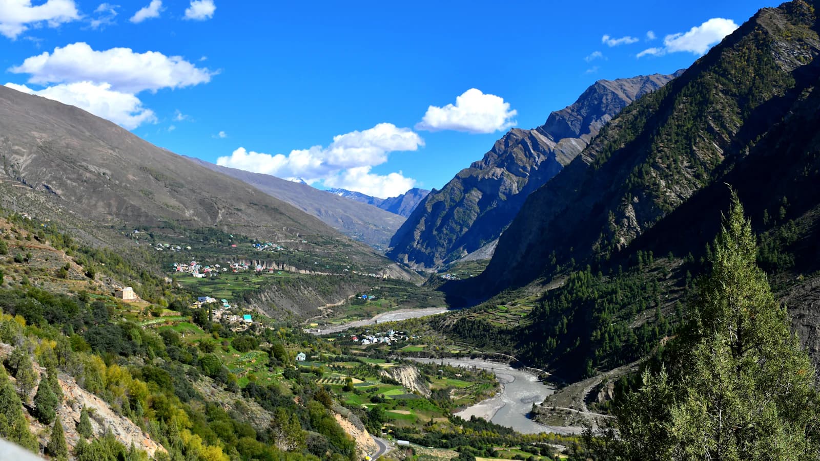 Cedar forest beside the Beas River
