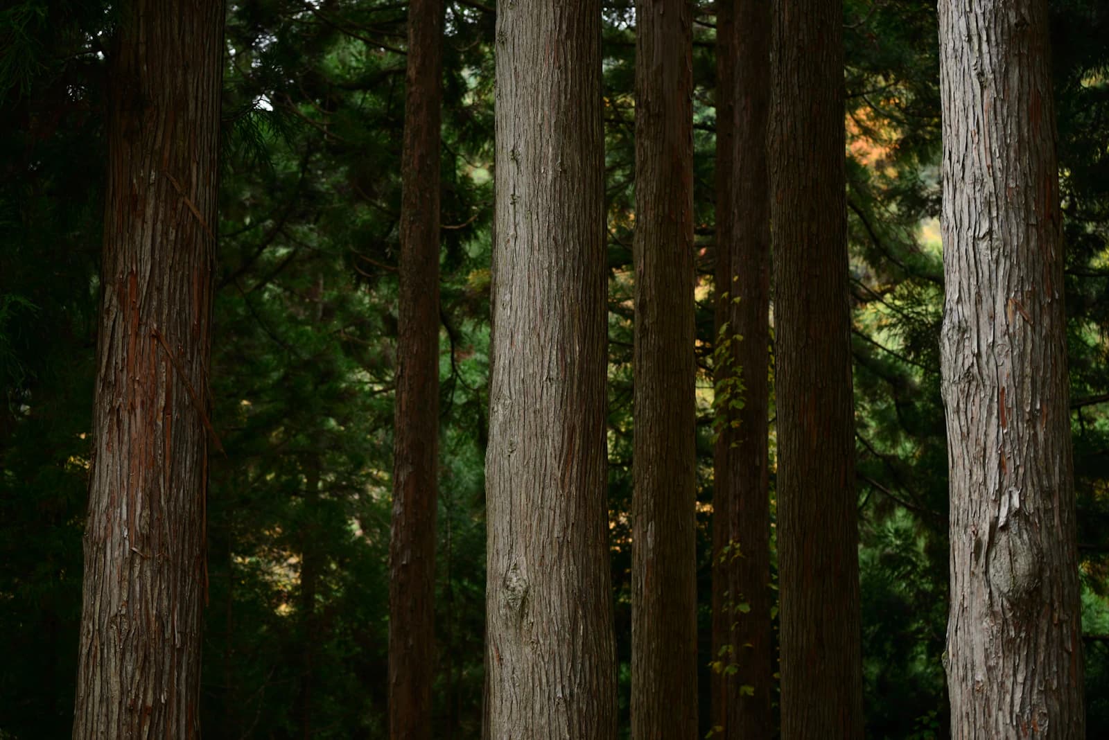 Forest Reset hero