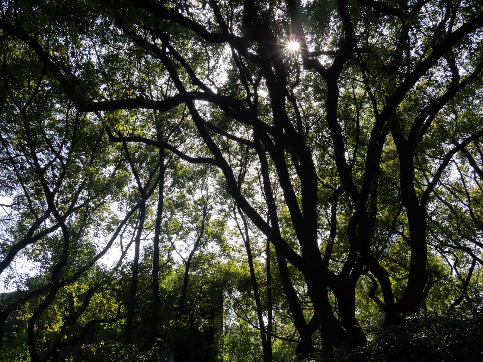 Guest resting on a forest deck at EKAM