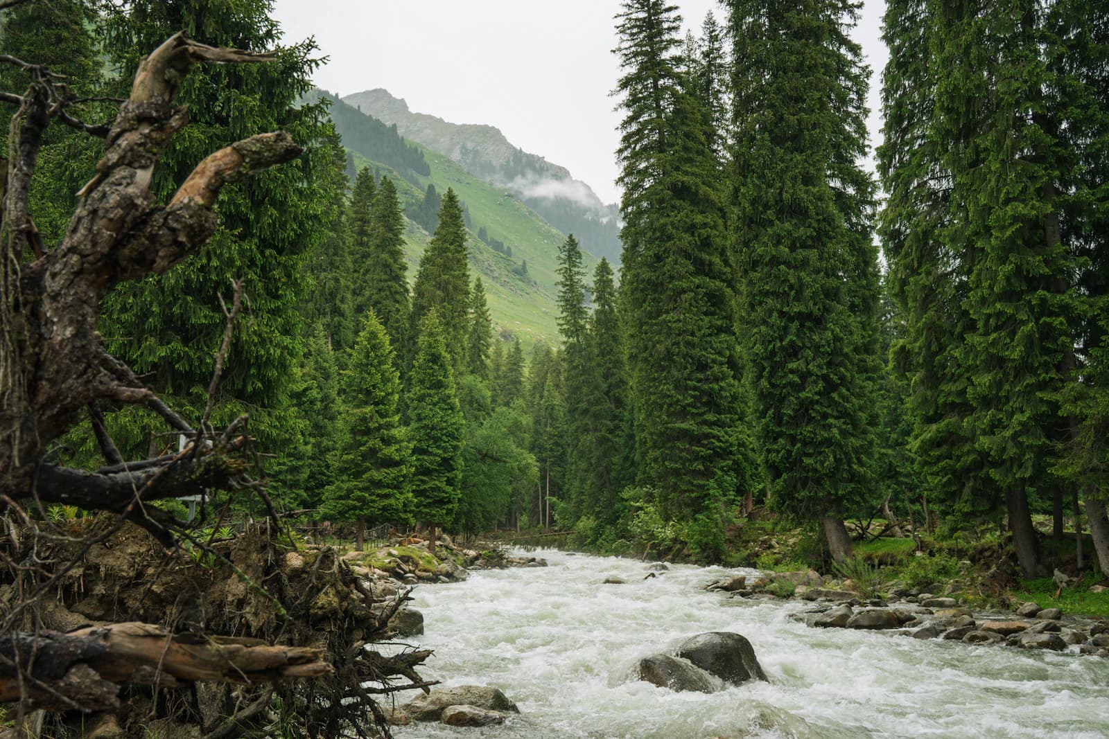 A mountain river rushing through pine forest, Kullu Manali