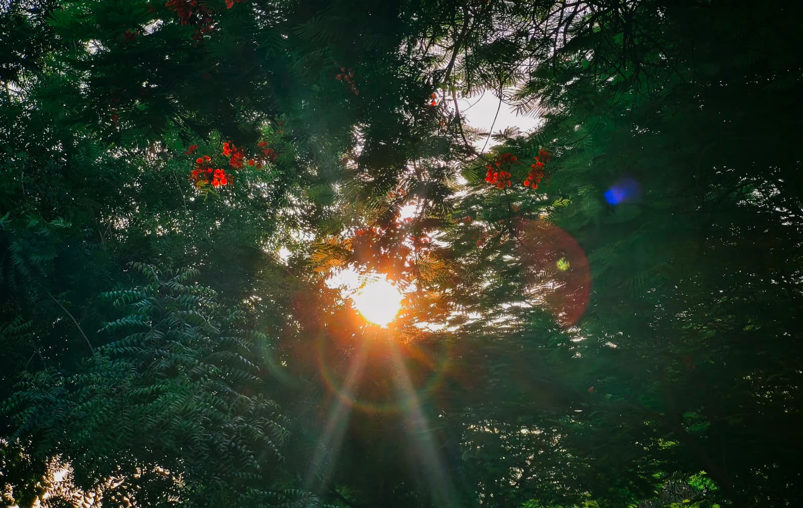 Soft light through a green forest canopy