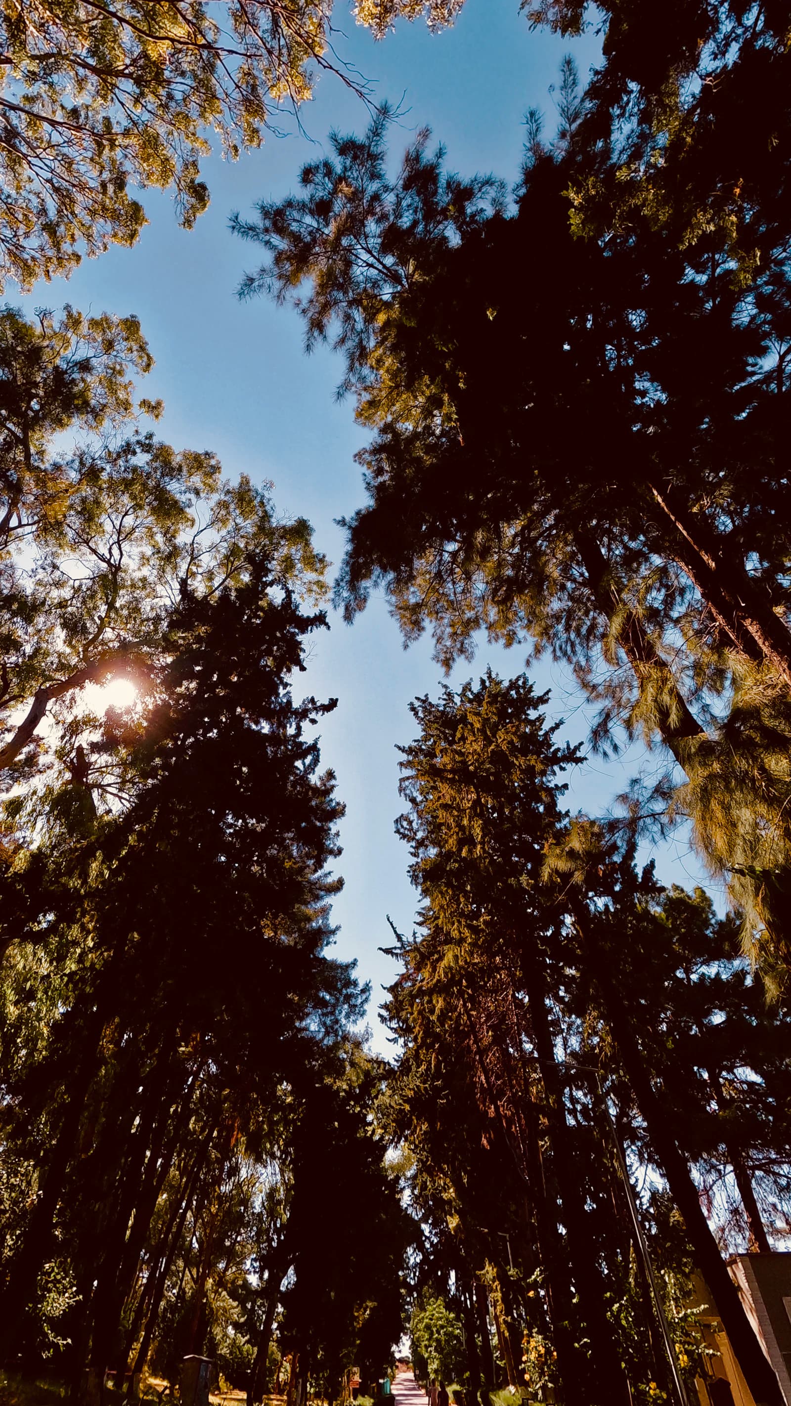 Sunlight filtering through a quiet forest